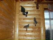 Петя Андриїшин фотография #18 (источник - https://vk.com/id59811466)