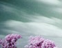 Элла Кочнева фотография #35 (источник - https://vk.com/id147025565)