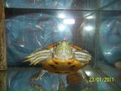 Іра Калиняк фотография #6 (источник - https://vk.com/id37693312)