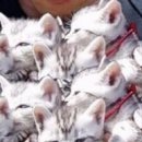 Євген Коломієць фотография #45 (источник - https://vk.com/id131939795)