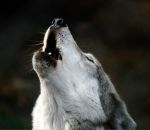 Лариса Йолкіна фотография #42 (источник - https://vk.com/id10384967)