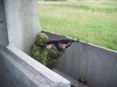 Стрілець Фенікс фотография #21 (источник - https://vk.com/id137157361)