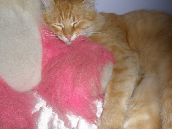 Red Kat фото №1