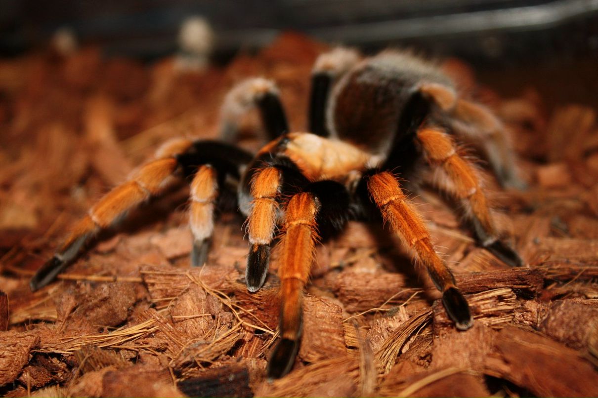 Дмитрий Борисенко фотография #22