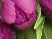 Іра Матус-Мельничук фотография #32 (источник - https://vk.com/id46208766)