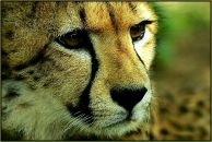 Фотография Биктагирова Ильвина