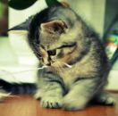 Діана Дячук фотография #12 (источник - https://vk.com/id162714220)