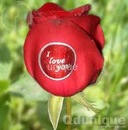 Αнтон Κонстантинов фотография #31 (источник - https://vk.com/id121278566)