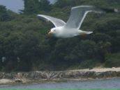 Фотография Саакян Лауры