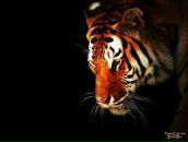 Фотография Воробьева Дениса