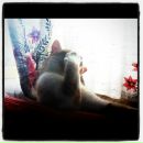 Olena Sinitsyna фотография #37 (источник - https://vk.com/id1051503)