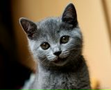 Фотография Элкснита Романа