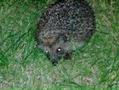 Фотография Барышникова Артема