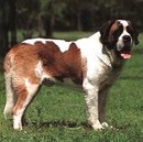 Саша Томашевській фотография #35 (источник - https://vk.com/id165356196)