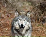 Фотография Коликова Алексея