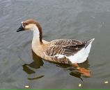 Фотография Гусевой Анны