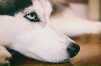 Фотография Миронычевой Алены