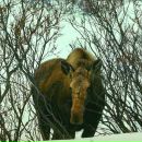 Фотография Москалёвой Анны