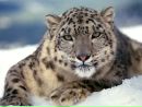 Віка Левченко фотография #19 (источник - https://vk.com/id162344510)