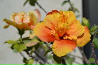 Elena Keskin фотография #29 (источник - https://vk.com/id12538049)