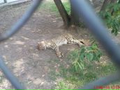 Фотография Носкова Алексея