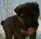 Фотография Меркушев Константин