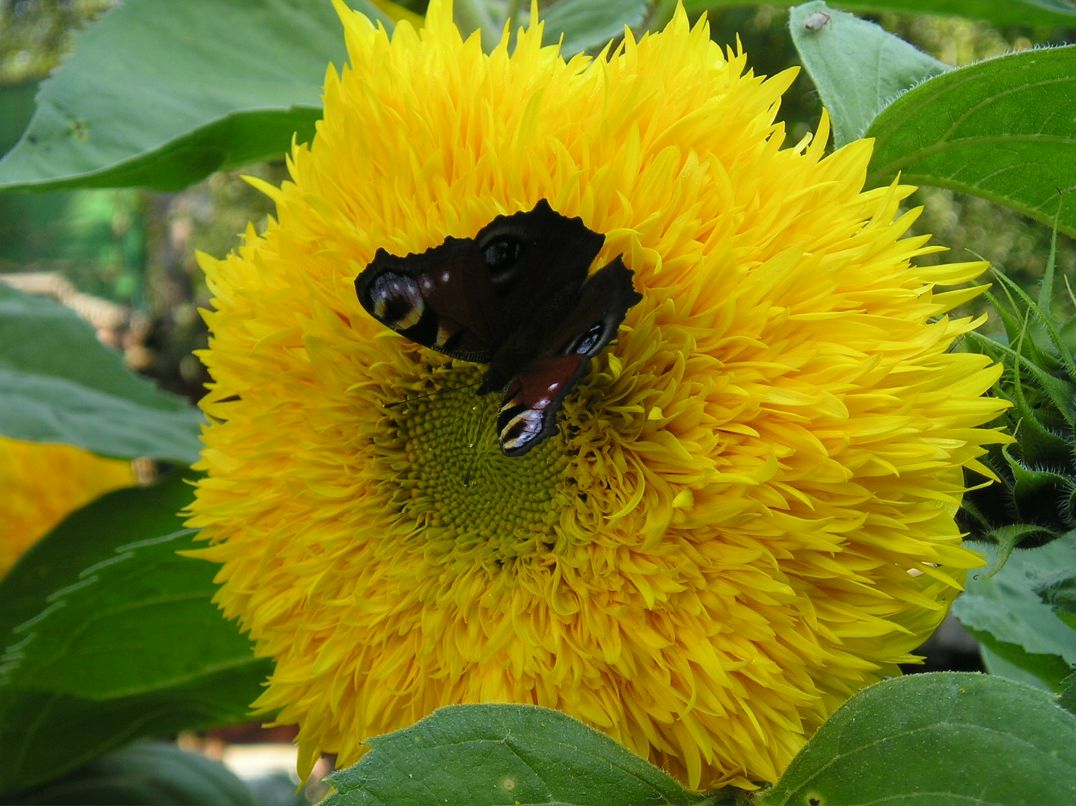 Евгений Швец фотография #8