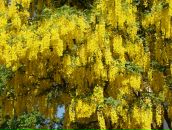 Фотография Ковалевой Елены