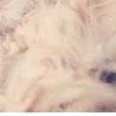 Вікторія Попадинець фотография #29 (источник - https://vk.com/id141806600)