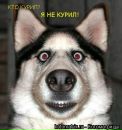 Олексій Кубрак фотография #23 (источник - https://vk.com/id74585351)