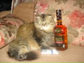 Фотография Царанкова Дениса