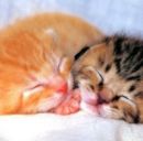 Софійка Андрусів фотография #5 (источник - https://vk.com/id155402957)