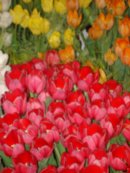 Анна Ершова фотография #24 (источник - https://vk.com/id4041552)