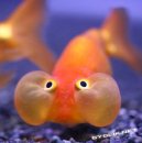 Іван Попович фотография #39 (источник - https://vk.com/id14815538)