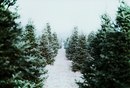 Ніна Романишин фотография #31 (источник - https://vk.com/id144941786)