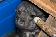 Фотография Брайз Элины