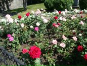 Фотография Ивановны Светланы