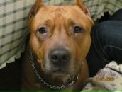 Фотография Абрамовой Елены