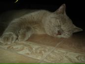 Фотография Дрозник Ливии