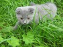 Фотография Мотькович Аглаи