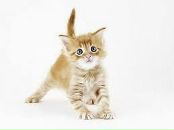 Фотография Сидоркина Ивана