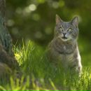 Надя Ka фотография #45 (источник - https://vk.com/id440421)