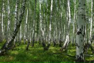 Виталий Маланин фотография #34 (источник - https://vk.com/id698311)