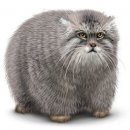 Свин ^_^ фотография #3 (источник - https://vk.com/id60082165)