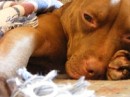 Tayson Pitbul=jermani фотография #25 (источник - https://vk.com/id70604395)