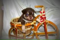 Фотография Дудкевич Ани