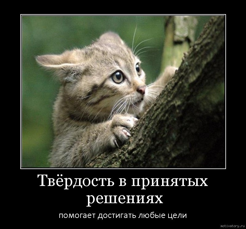 Илья Шпиркин фотография #41