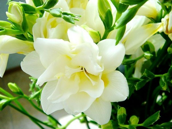 __sv __ фото №4
