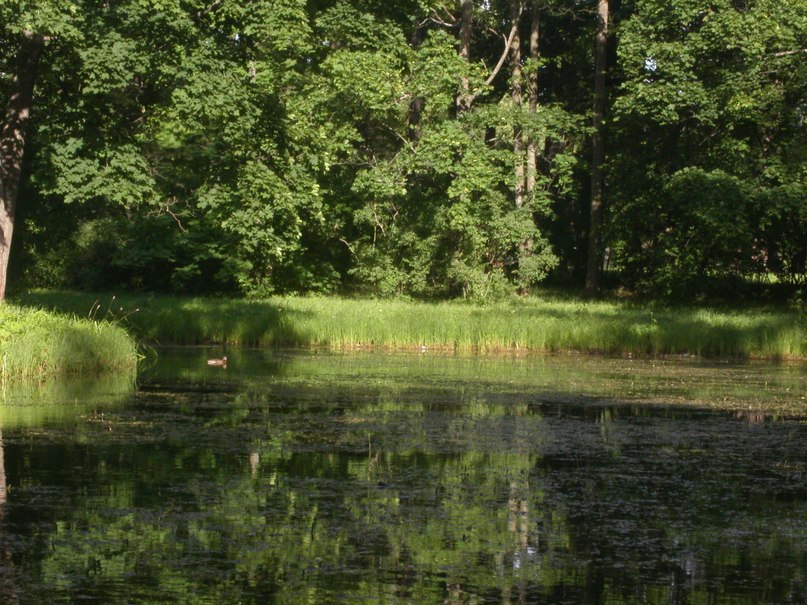 Prof V фотография #46