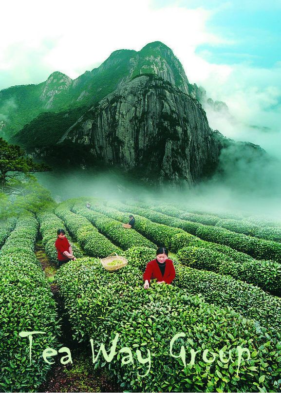 Green Tea фотография #1